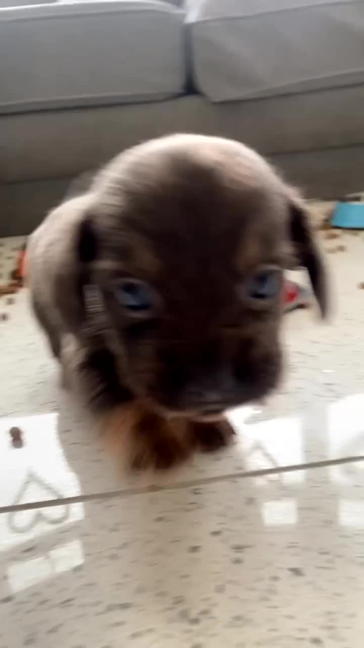 Mixed Breed dogs for sale: French wieners  - Video 2