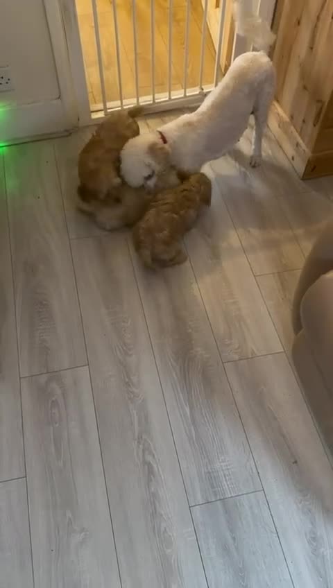 Cavapoo dogs for sale: Cavapoos F1B  For  Sale  - Video 1