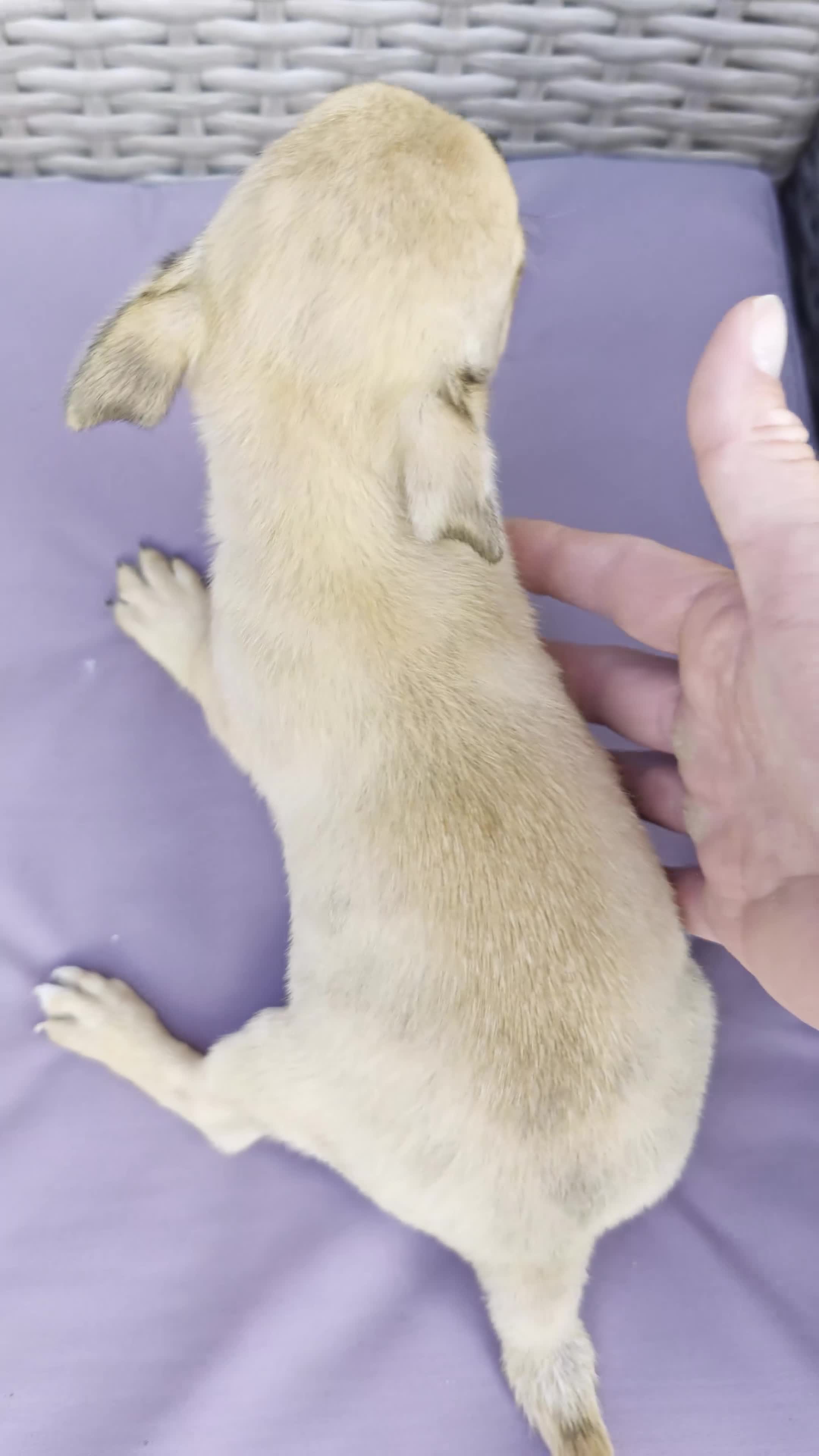 Chihuahua dogs for sale: Chihuahuas *Stunning Litter* LAST ONE Tiny - Video 2