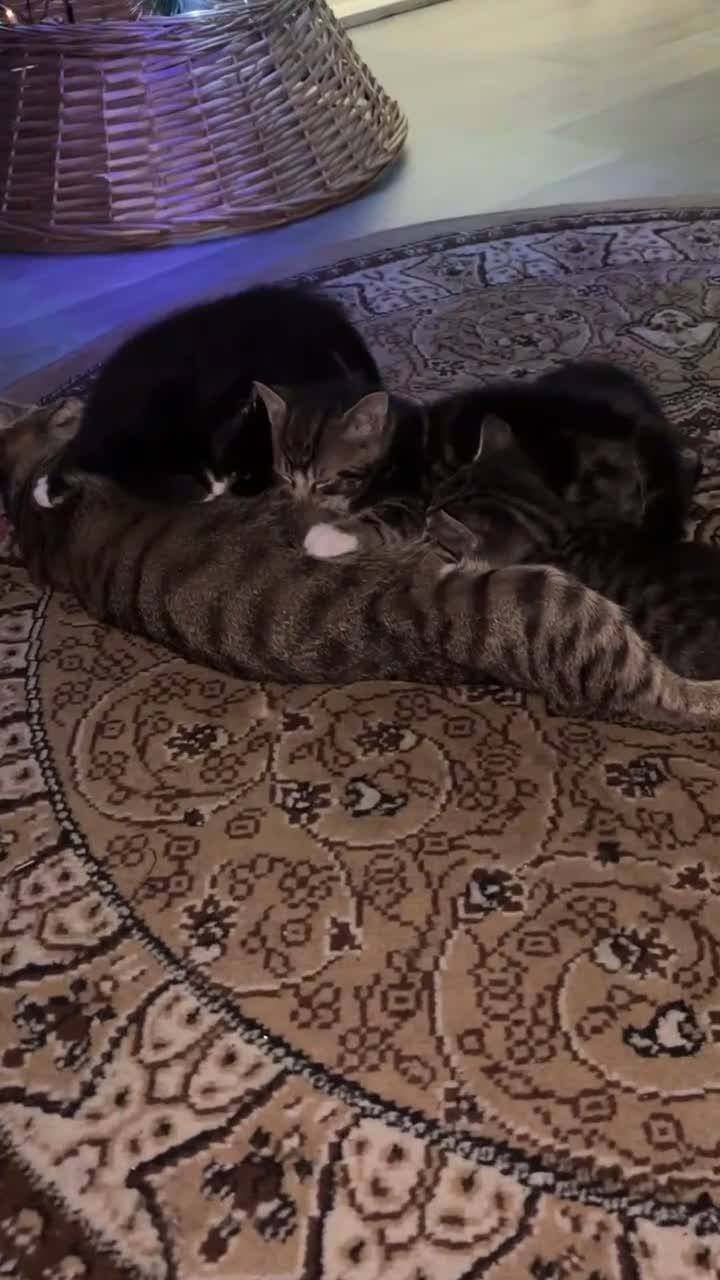 Bengal cats for sale: Beautiful kittens💕 - Video 1