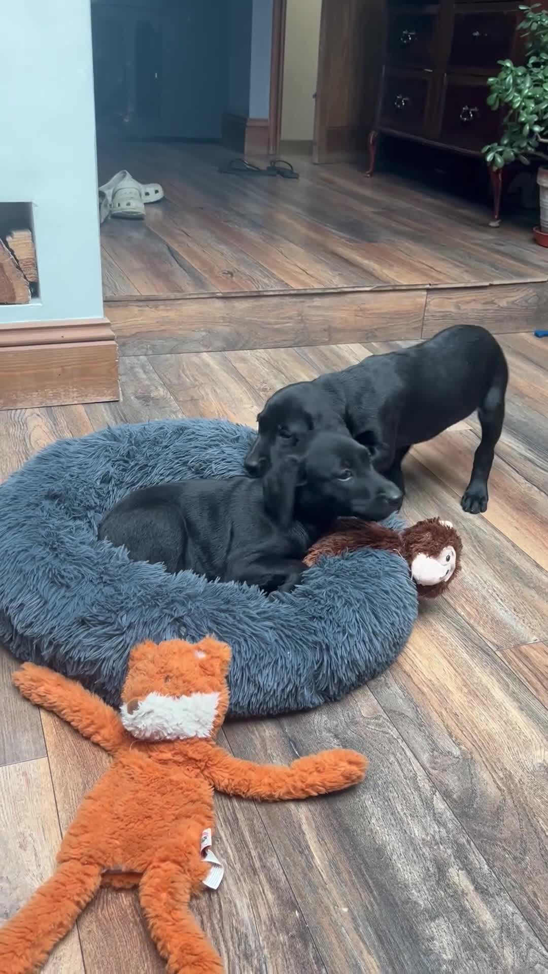 Labrador Retriever dogs for sale: Labrador Puppies  KC Reg Stunning  - Video 1