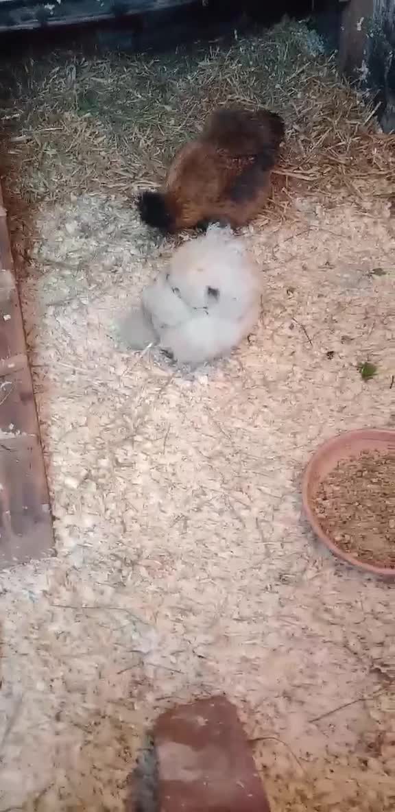 Chickens poultry for sale: Pure breed Silkie hens - Video 1