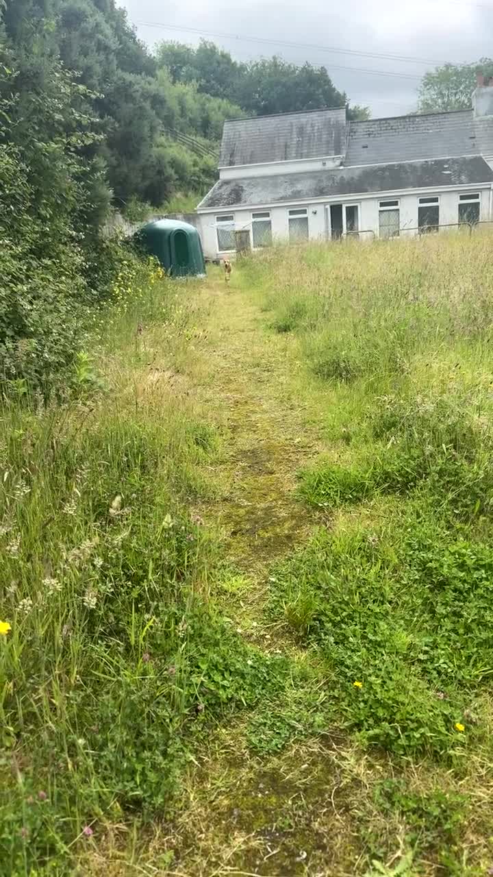 Labrador Retriever dogs for sale: Lenny & Bee - Video 3