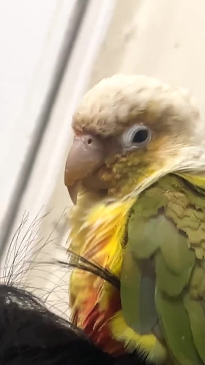 Conures birds for sale: Green cheek & Pineapple conures - Video 1