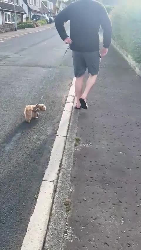 Toy Poodle dogs for stud: TINY MALTIPOO STUD - Video 1