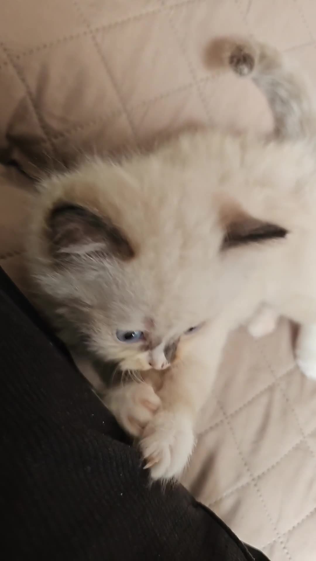 Ragdoll cats for sale: Gorgeous Ragdoll Kittens in Wednesbury - Video 1