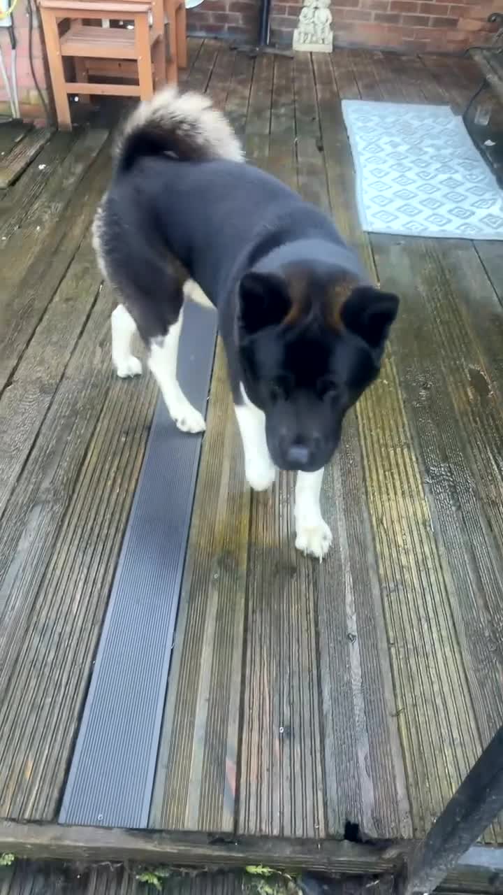 Akita dogs for sale: America Akita  - Video 1