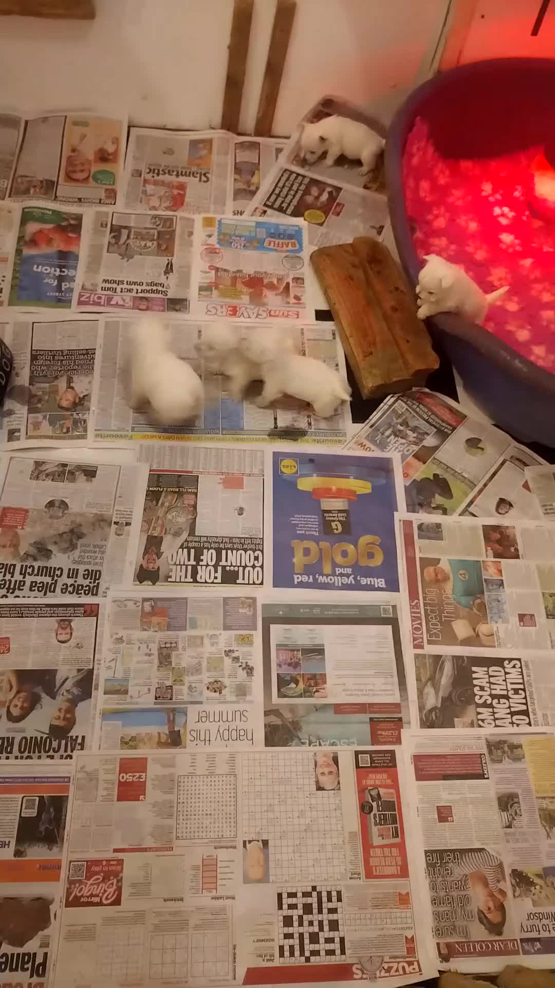 West Highland Terrier dogs for sale: Gorgeous KC registered Westie pups - Video 2