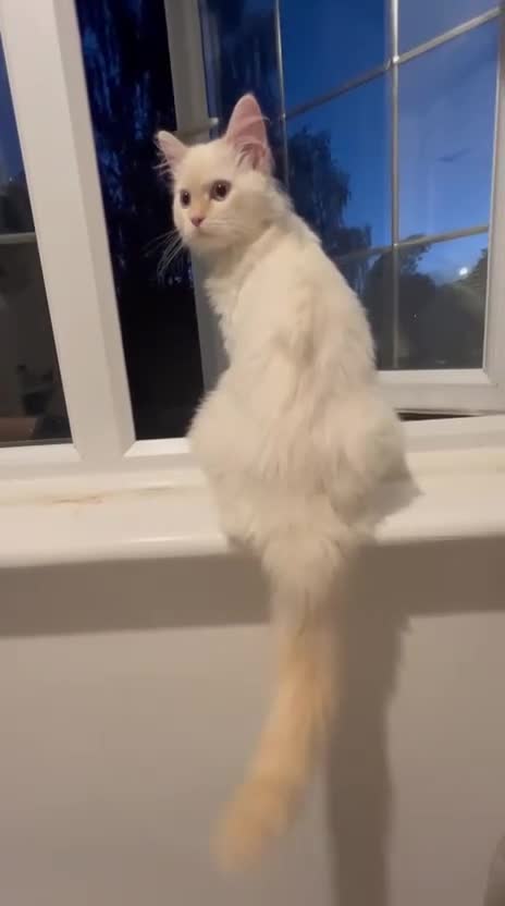 Mixed Breed cats for sale: Persian x Ragdoll Kitten – Vaccinated - Video 1