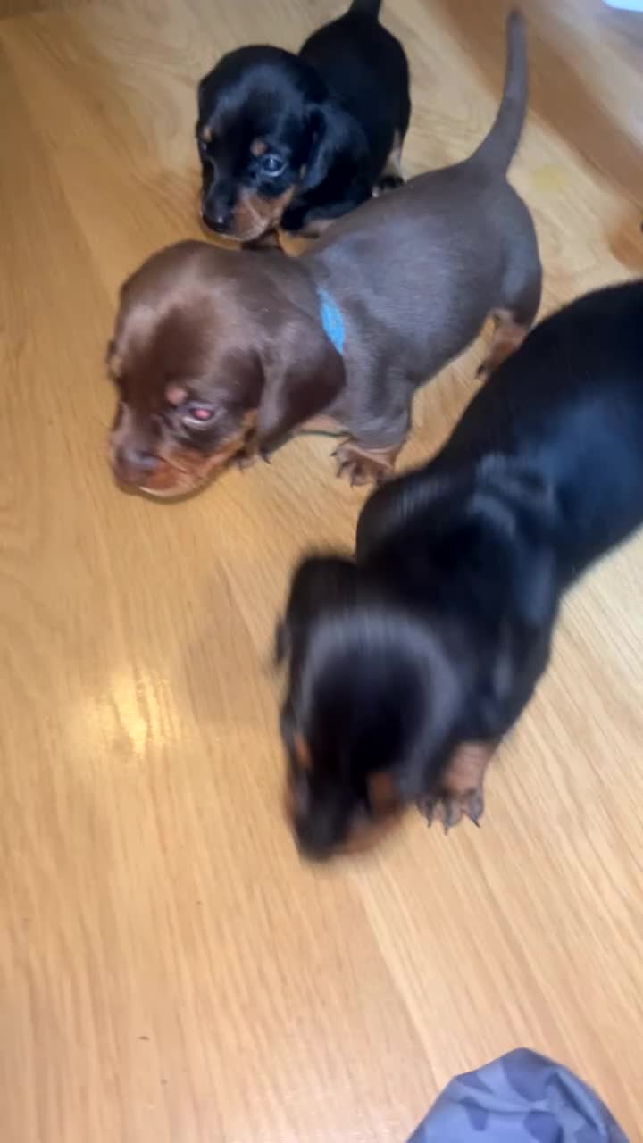 Dachshund dogs for sale: Exceptional Puppies 1 Boy boy left  - Video 3