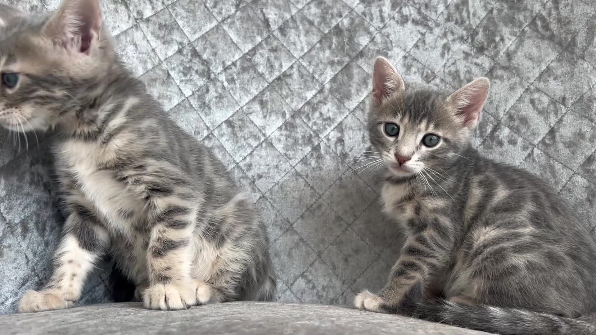 Bengal cats for sale: 💙 Beautiful Blue Bengal Female Kittens TICA Reg - Video 2