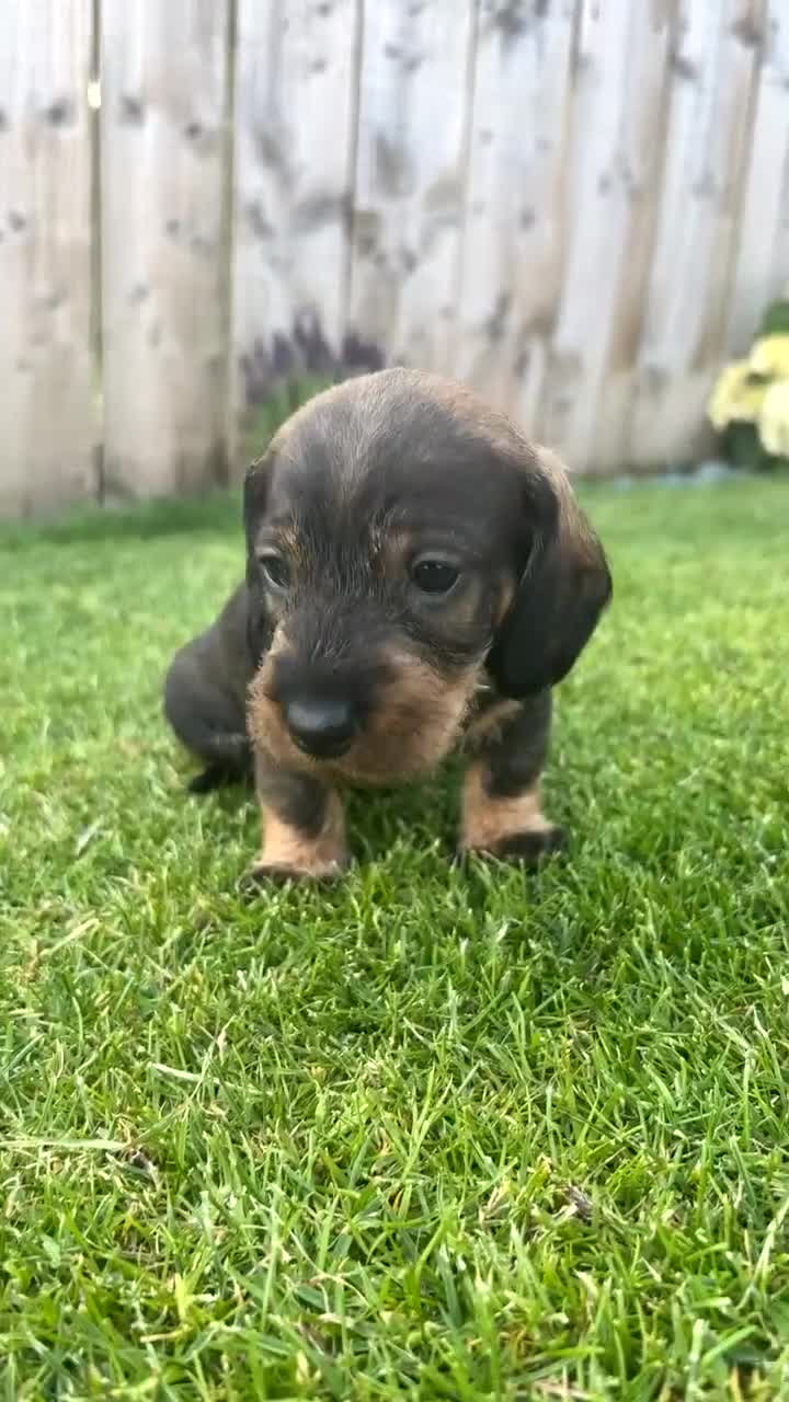 Dachshund dogs for sale: Working teckel pups (wirehaired dachshund) in Bishop Auckland - Video 1