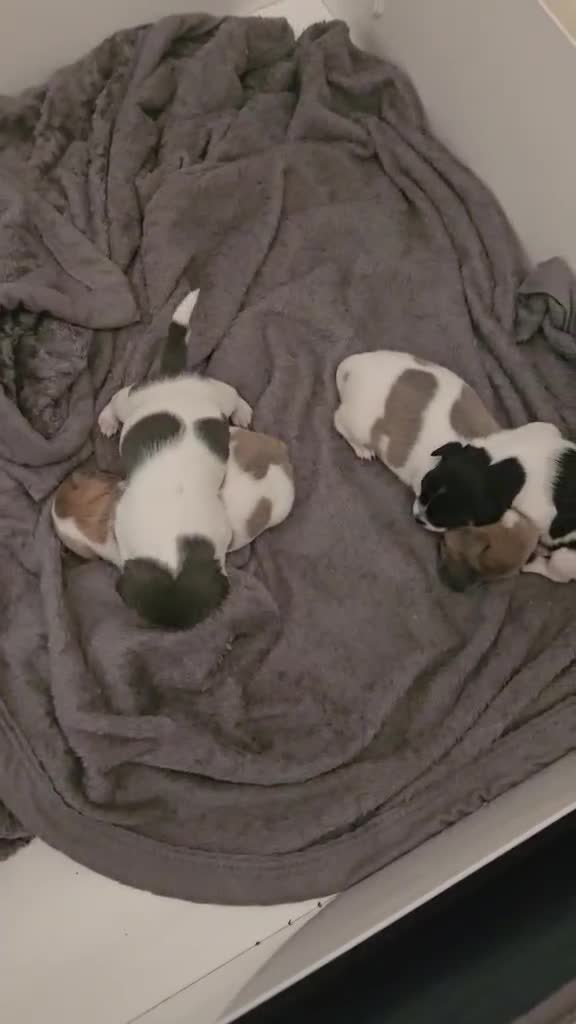 Jack Russell dogs for sale: 2 left!!! Jackrussle puppies   - Video 1