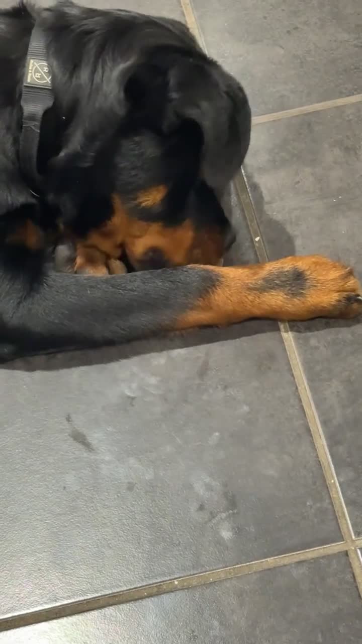 Rottweiler dogs for sale: Diesel  in Wrexham - Video 1