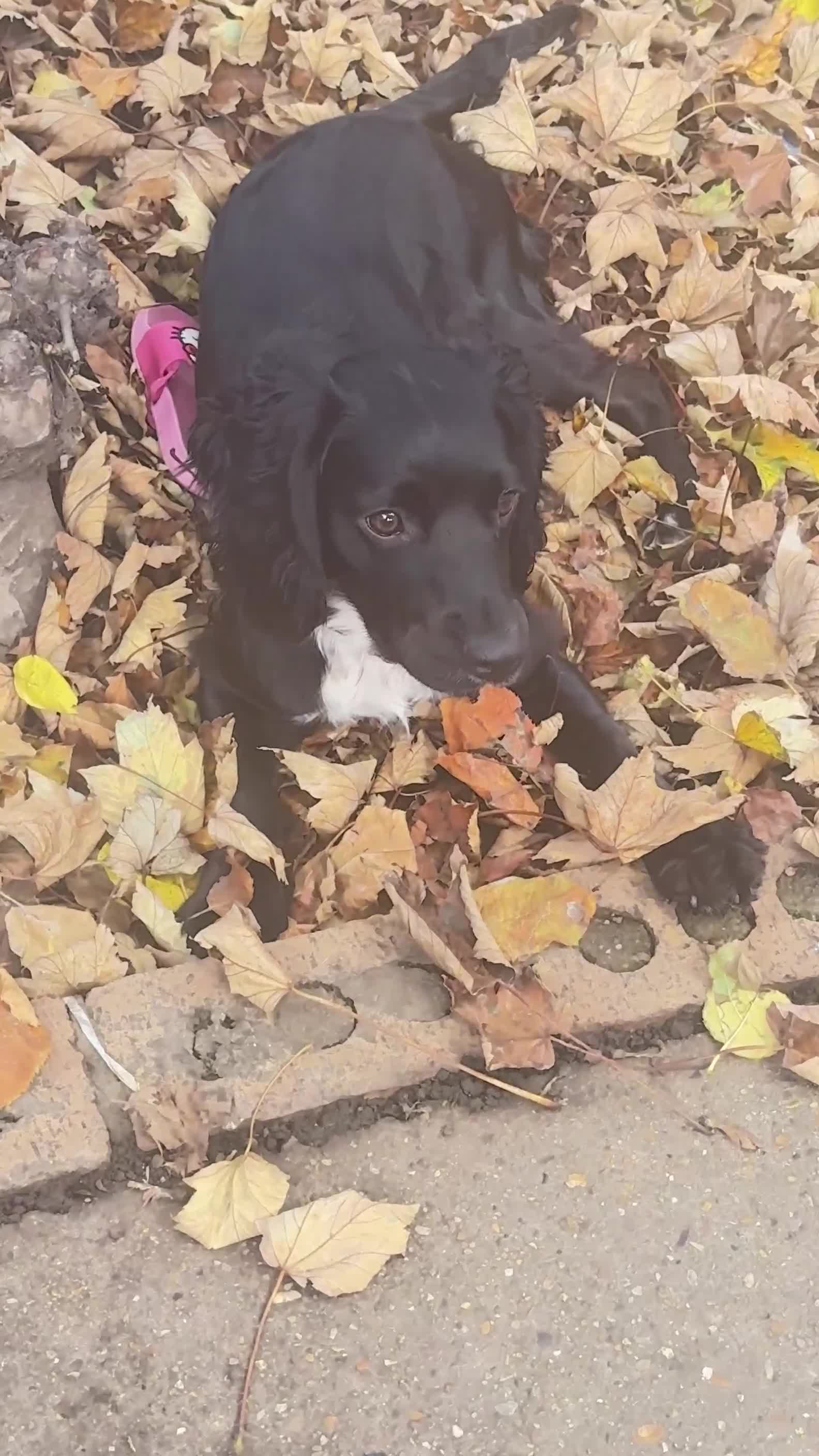 Cocker Spaniel dogs for sale: Cocker Spaniel Puppy – 8 Months Old, Lovely Girl - Video 2