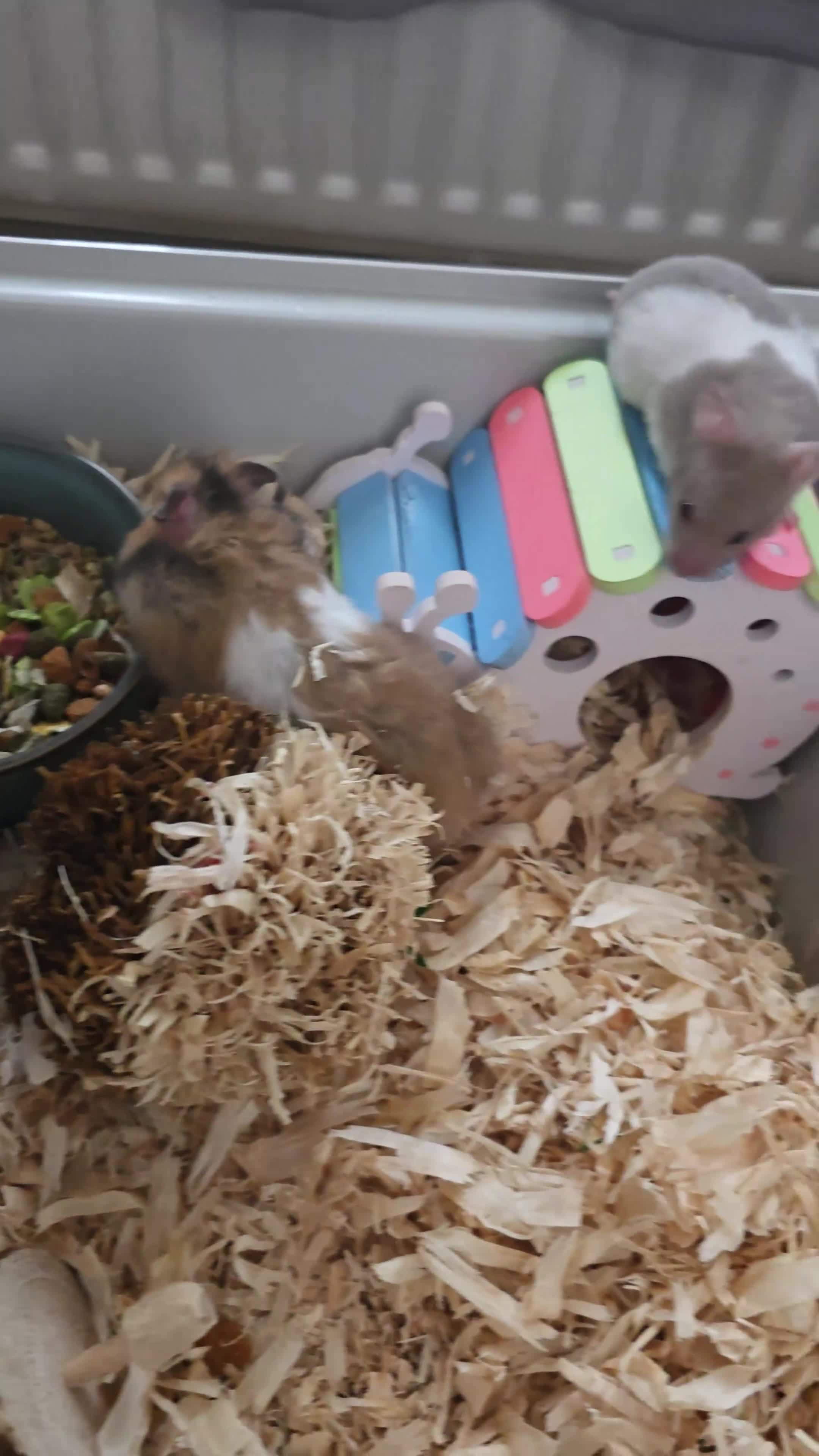 Hamster rodents for sale: Syrian hamsters various colours and genders - Video 2