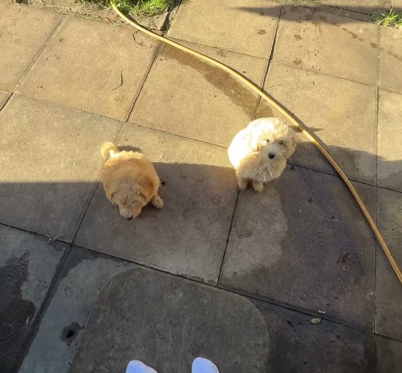 Mini Goldendoodle dogs for sale: 2 beautiful mini goldendoodle puppies ❤️ - Video 2