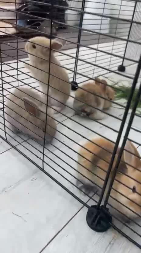 Mini Lop rabbits for sale: Beautiful mini lop bunnies ❤️ - Video 1