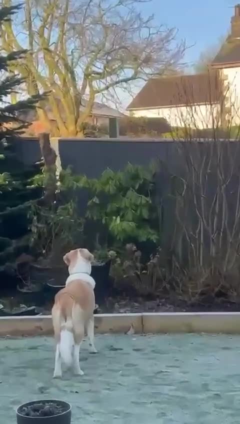 Mixed Breed dogs for sale: 💚 Lovely Lisa 💚 - Video 4