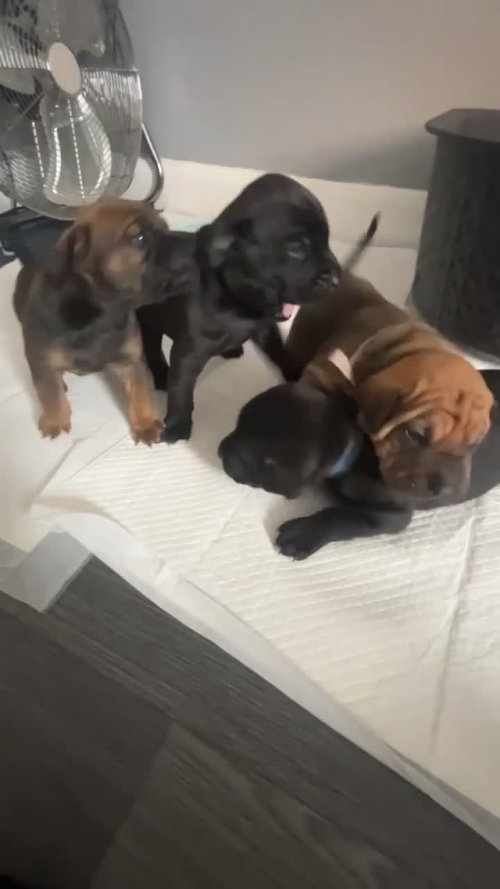 Mixed Breed dogs for sale: Cocker Spaniel x Shar Pei x Staff - Video 1