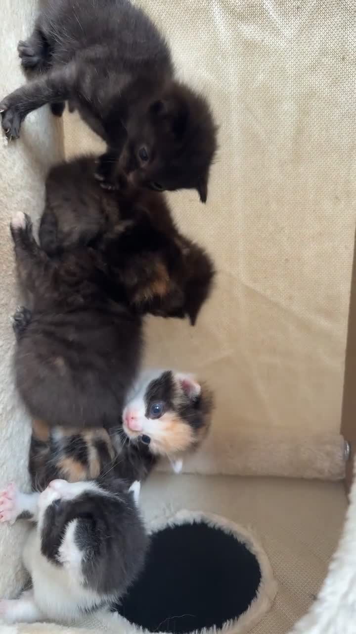 Mixed Breed cats for sale: 5 Adorable kittens (3boys, 2girls) ready 3rd June. in Leyland - Video 2