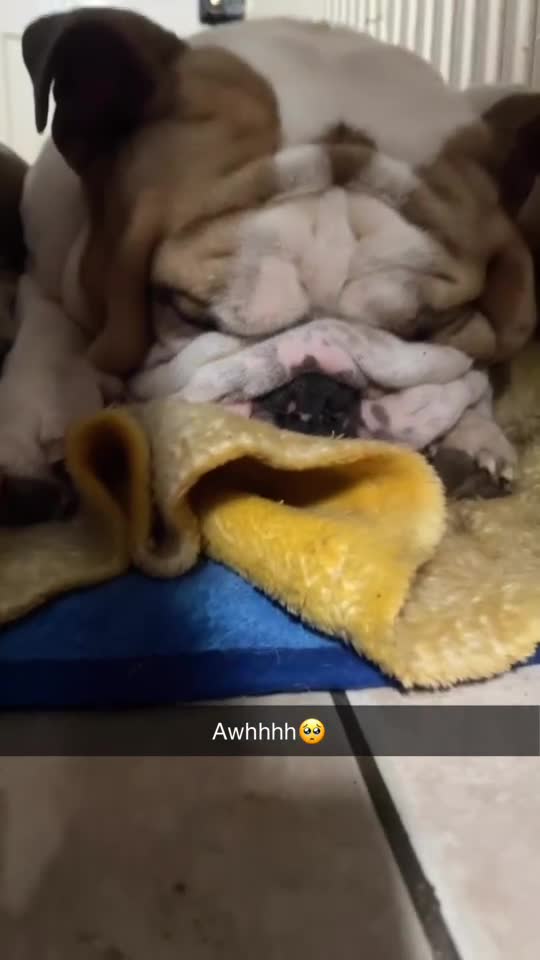 English Bulldog dogs for sale: Needs to go to a good home! - Video 1