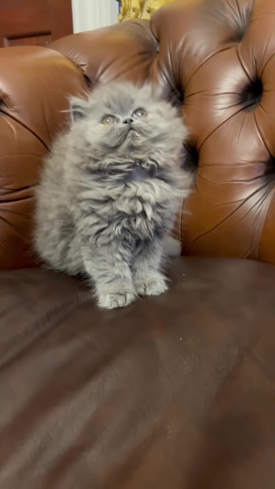 Persian cats for sale: Stunning blue and rare lilac Persian kittens  - Video 1