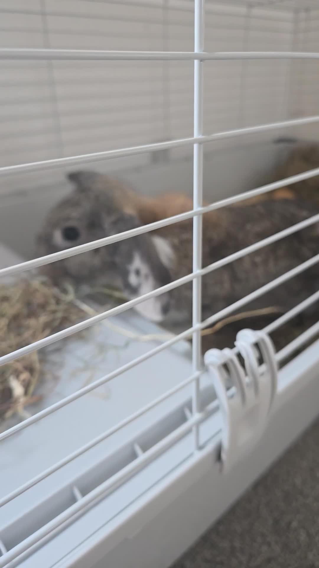 Mixed Breed rabbits for sale: Mixed break rabbit in Chesterfield - Video 3