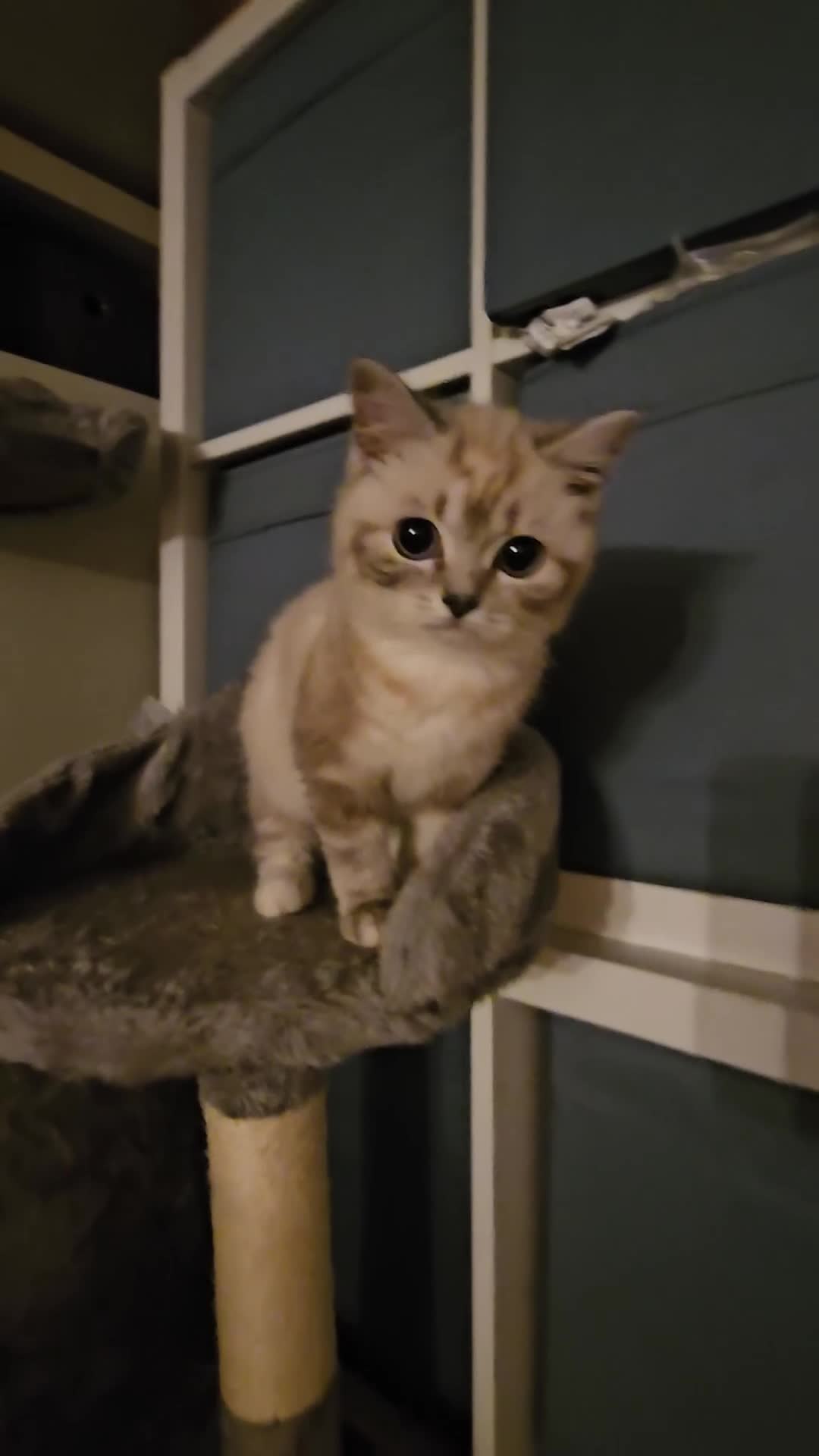 British Shorthair cats for sale: British short hair kittens available  - Video 1