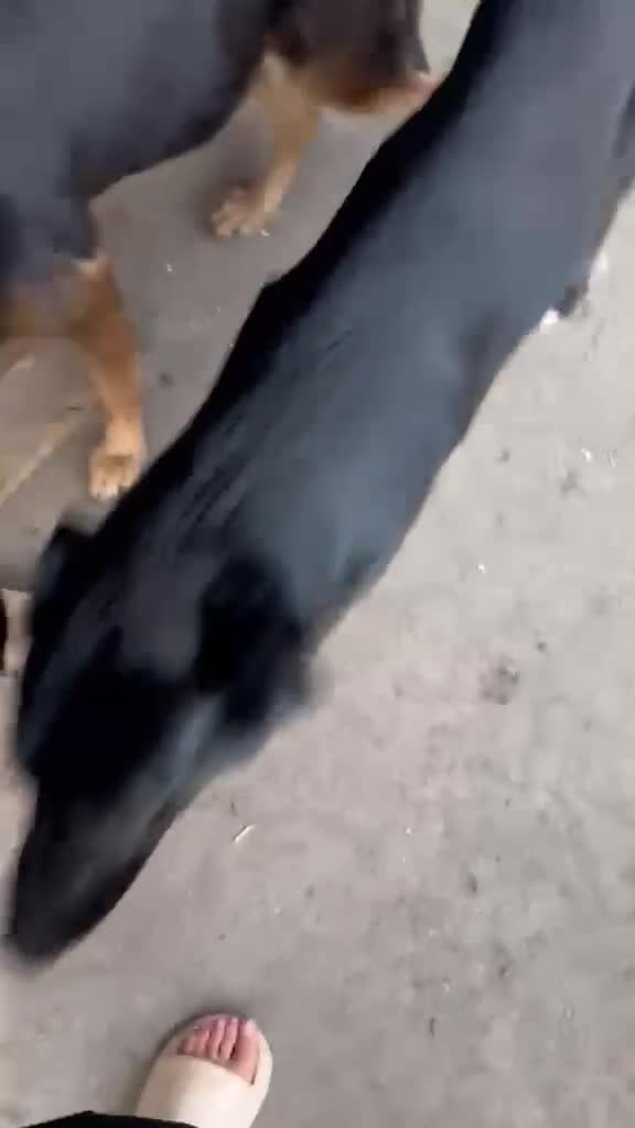 Mixed Breed dogs for adoption: Please don’t pass Diesel ❤️  - Video 1