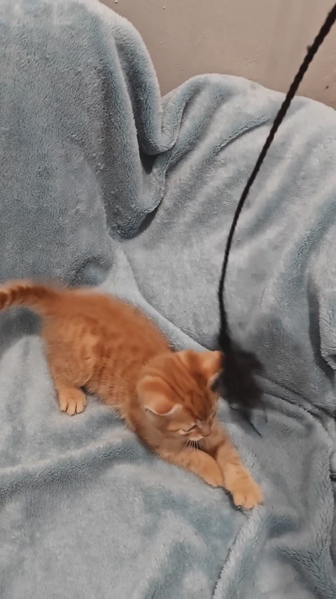 Mixed Breed cats for sale: Beautiful kittens VIDEOS - Video 2