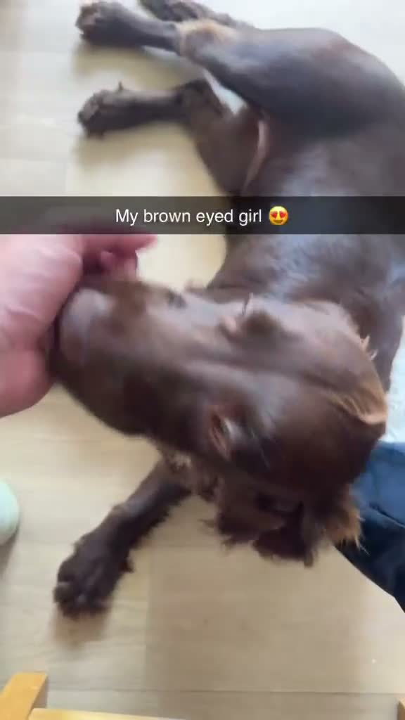 Sprocker dogs for sale: Bella - Video 2