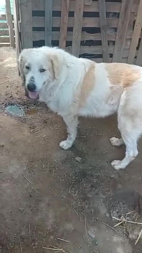 Mixed Breed dogs for adoption: RAFFI, a Gentle Giant Looking for His Loving Home - Video 2