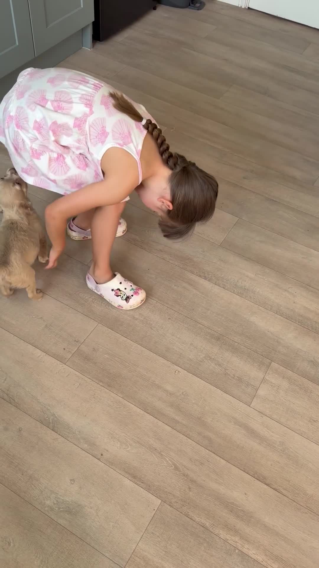 French Bulldog dogs for sale: 💕 gorgeous fluffy frenchie girl £875 - Video 2