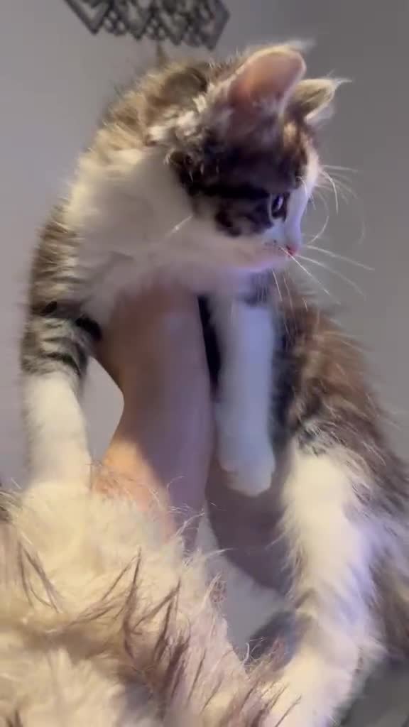 Mixed Breed cats for sale: Meet Minnie Mixed Breed Kitten - Video 1