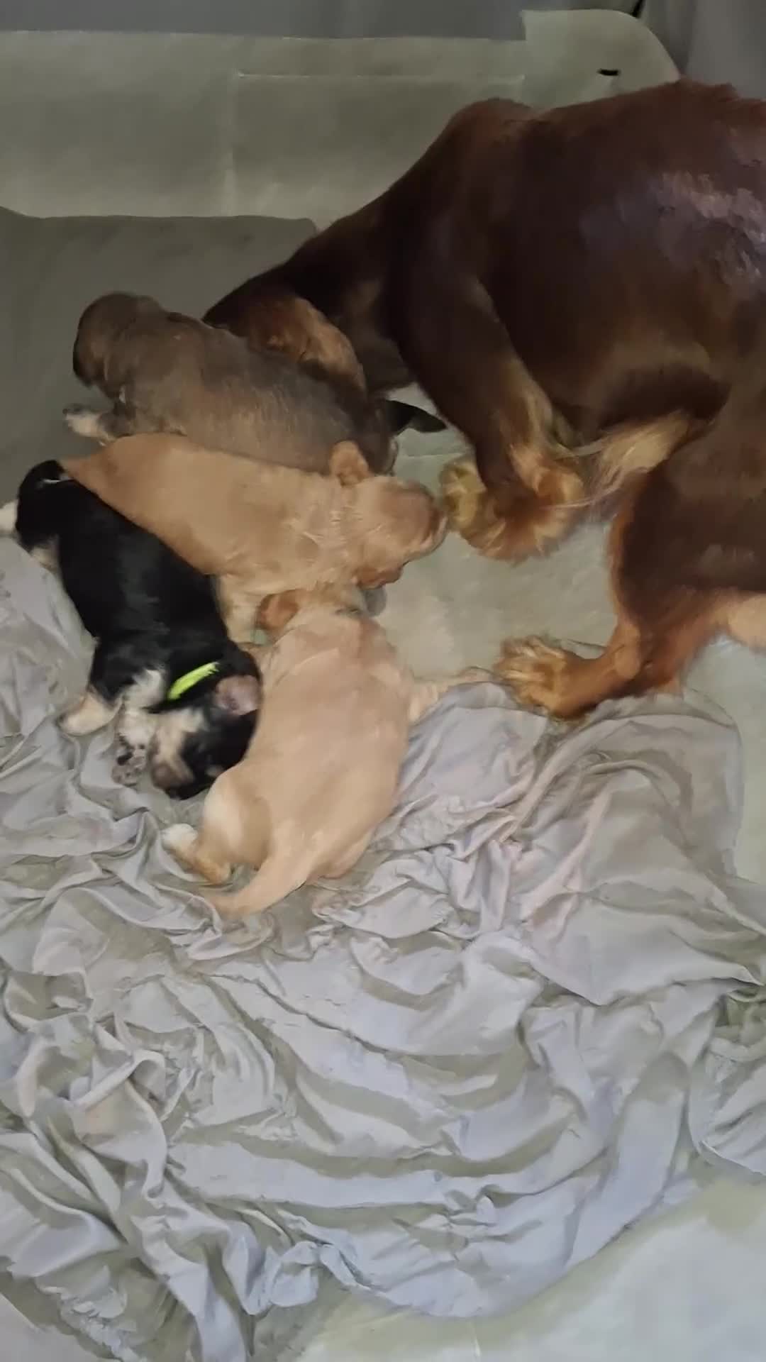 Cockapoo dogs for sale: F1 Cockerpoo puppies - Video 1