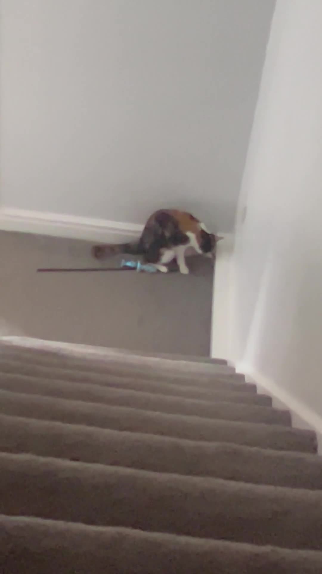 Mixed Breed cats for sale: Affectionate Calico Kitten - Video 2