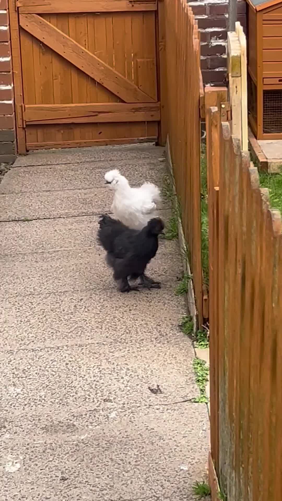 Chickens poultry for sale: 3 15 week old silkie chicks  in Walsall - Video 3