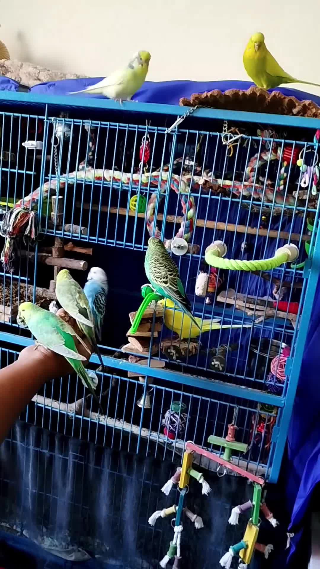 Budgerigars birds for sale: Eight Vibrant Budgies (EVERYTHING INCLUDED) in Haverfordwest - Video 4