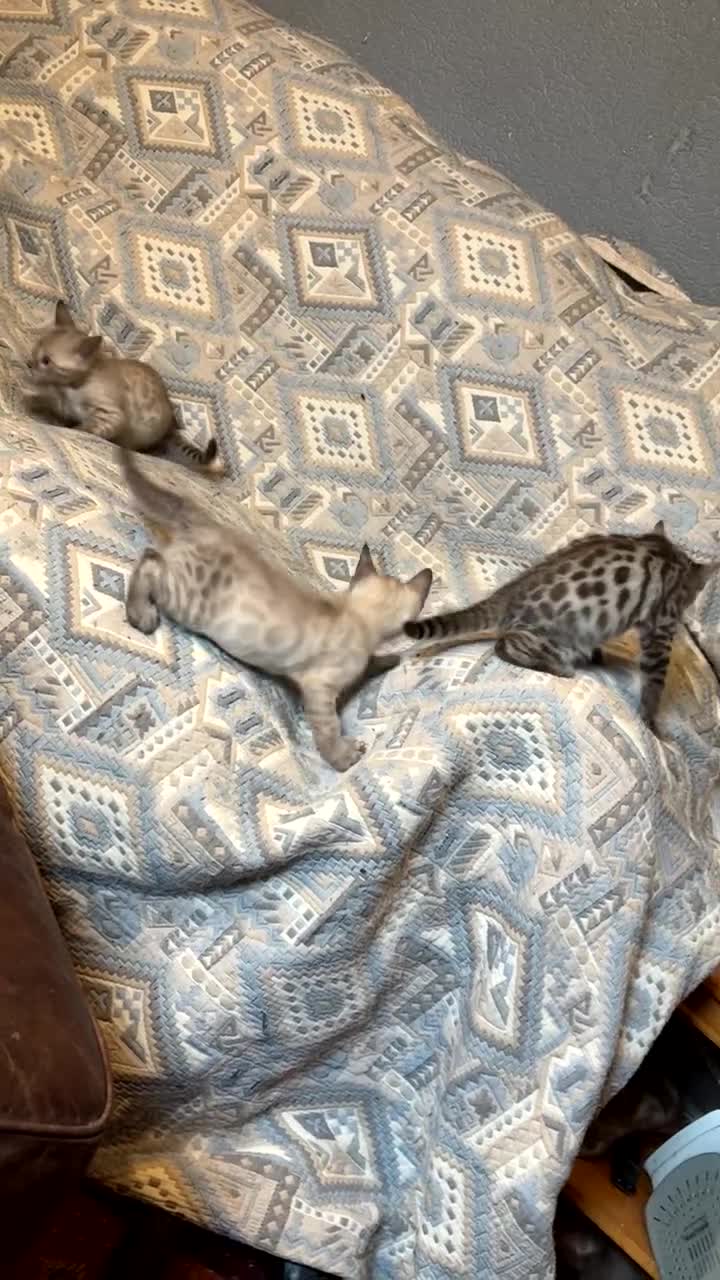 Bengal cats for sale: 🐾 Stunning TICA Registered Bengal Kittens 🐾 - Video 2