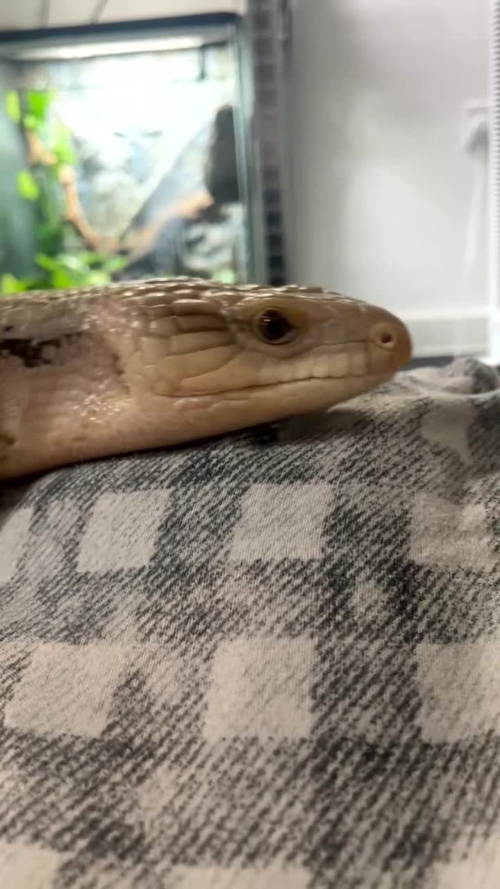 Lizard reptiles for sale: Northern Blue Tongued Skink - Video 2