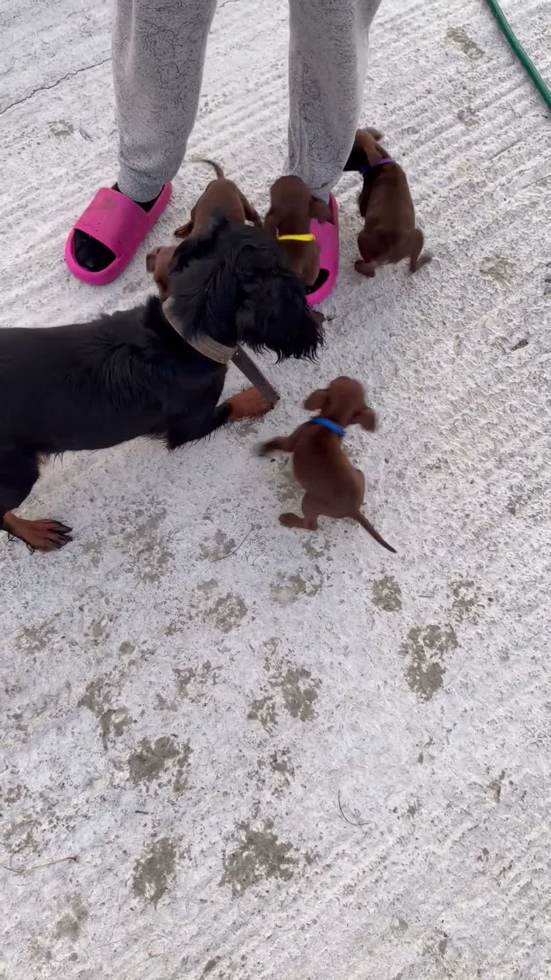 Mixed Breed dogs for sale: Cockspaniel x patterdale puppy’s 🏡🏡🏡🏡 - Video 1