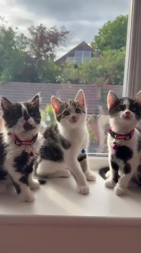 Mixed Breed cats for sale: Six Adorable Ragdoll X Norwegian Forest Kittens - Video 1