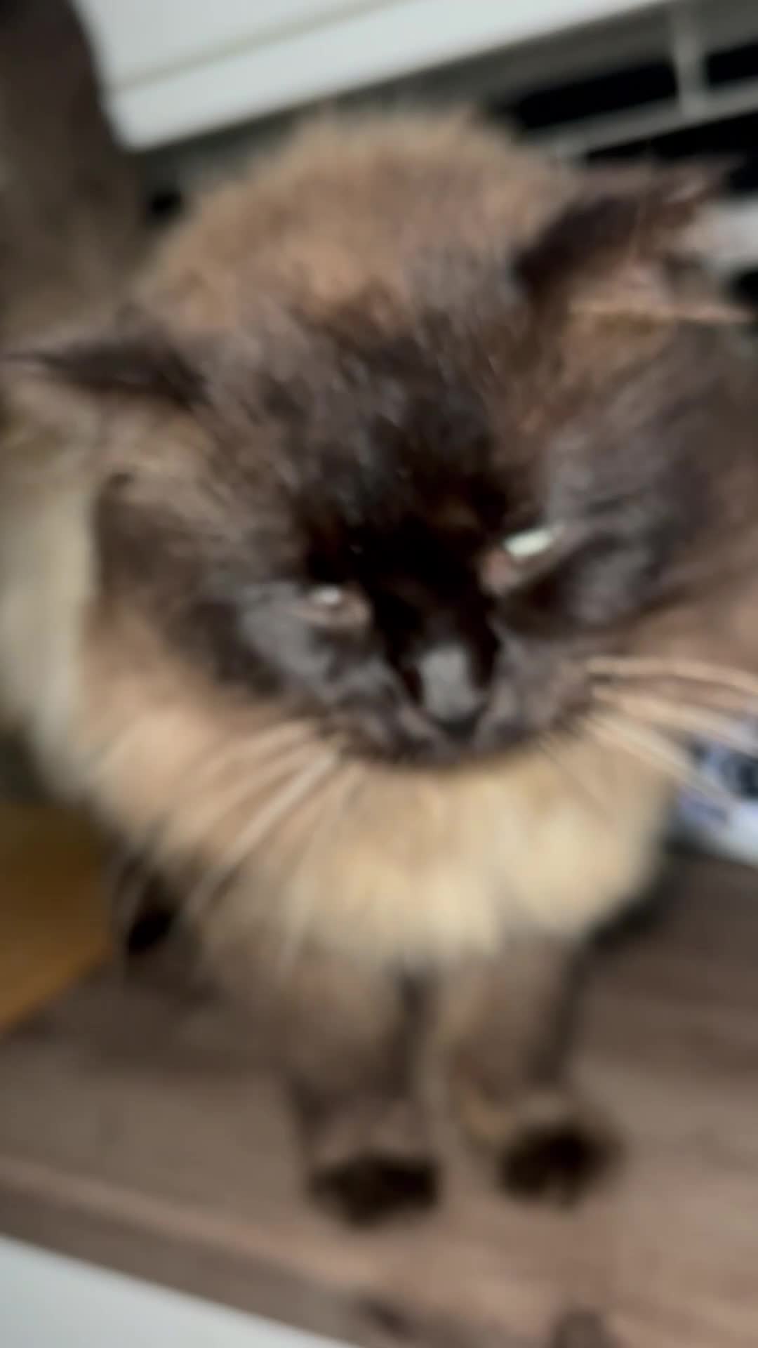 Ragdoll cats for sale: Mink ragdoll male - Video 3