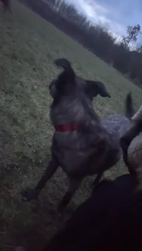 Mixed Breed dogs for adoption: URGENT: 💙MILO💙 – A SOFT, LOVING 1 YEAR OLD BOY  - Video 1