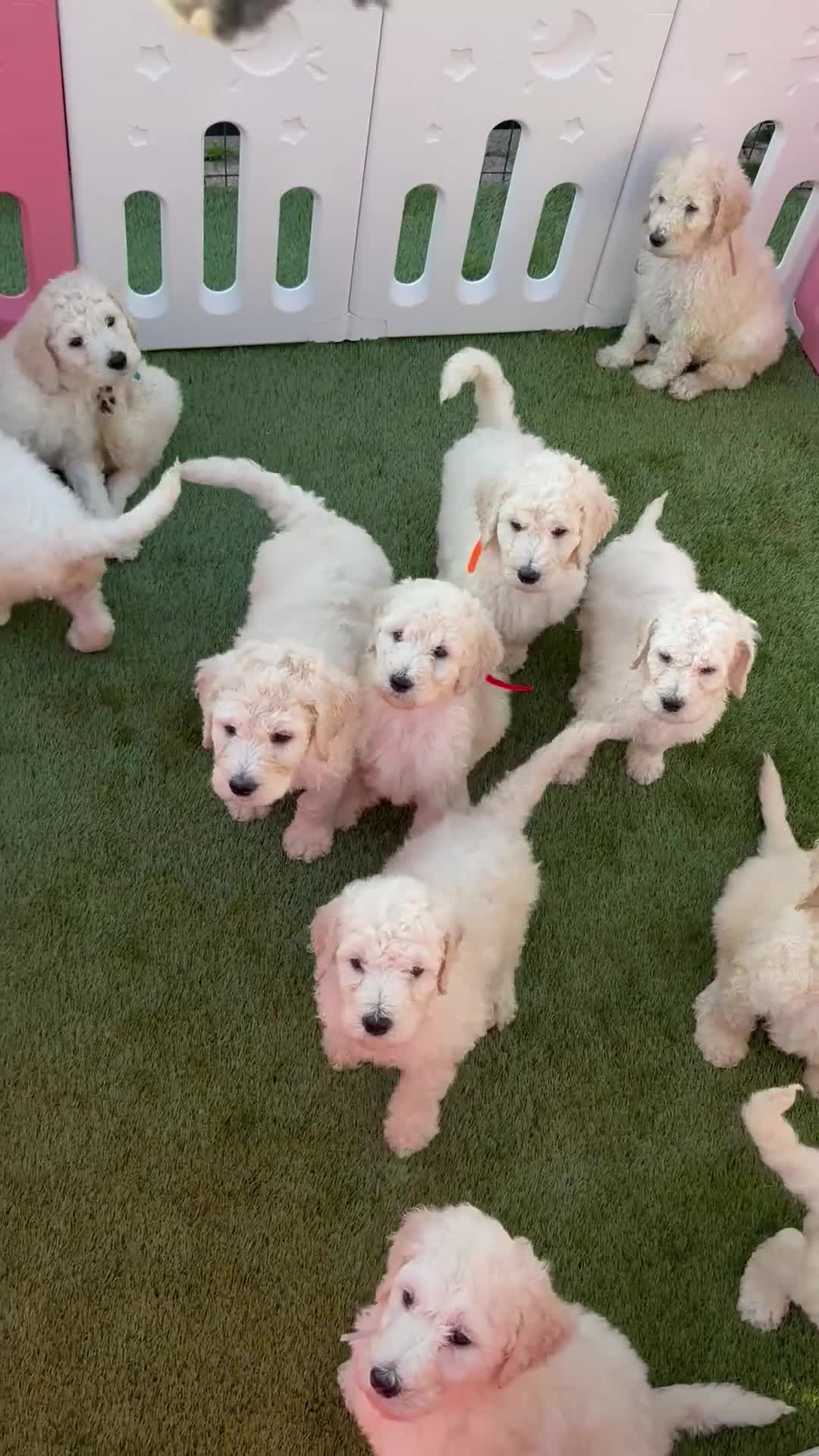 Standard Poodle dogs for sale: 💎 Champion Bloodlines Standard Poodle Puppies 🐩 - Video 2