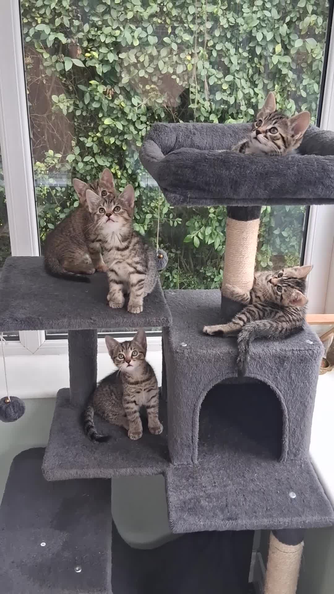 Mixed Breed cats for sale: Stunning Toyger striped tabbies 😻 - Video 1