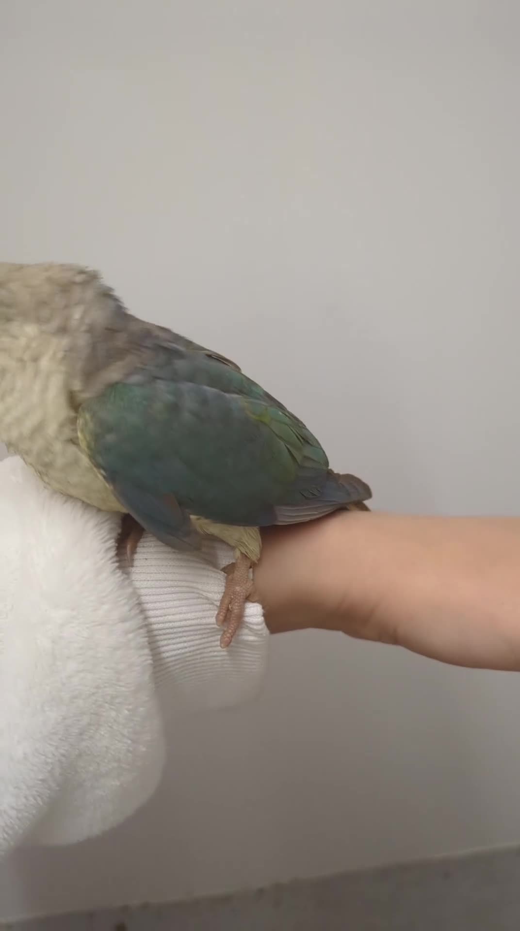Conures birds for sale: Pineapple and cinnamon baby conures  - Video 1