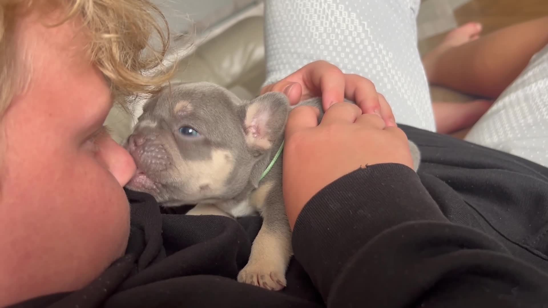 French Bulldog dogs for sale: French bulldogs all girls  in Sittingbourne - Video 1