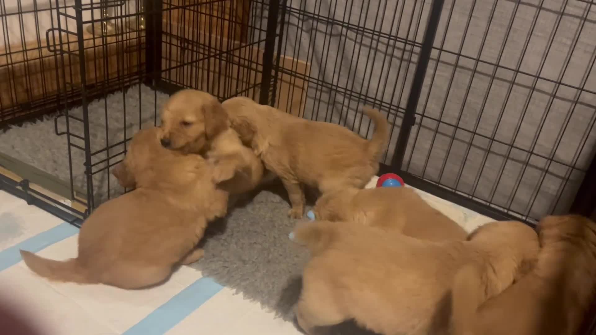 Golden Retriever dogs for sale: KC Registered - Golden Retriever Pups  - Video 2